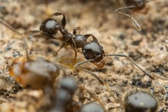 Pheidole sciophila