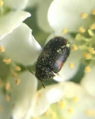 Trogoderma argentina