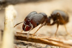 Pheidole crassicornis