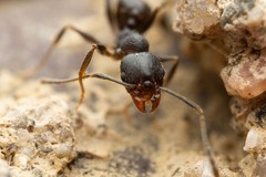 Pheidole crassicornis