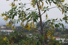 Nicotiana glauca