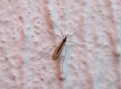 Trichocera hiemalis