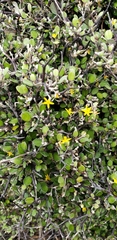 Corokia cotoneaster