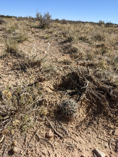 Sclerocactus blainei