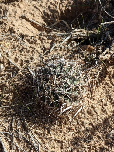 Sclerocactus blainei