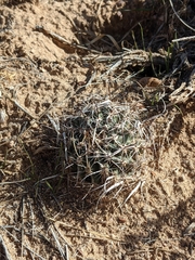 Sclerocactus blainei