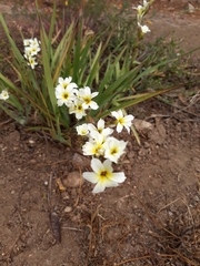 Sisyrinchium cuspidatum