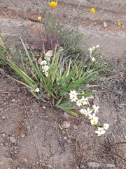 Sisyrinchium cuspidatum