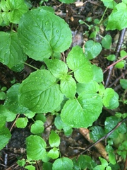 Circaea alpina pacifica