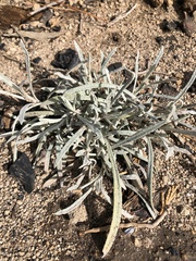 Ivesia santolinoides