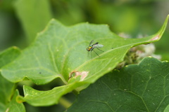 Condylostylus graenicheri
