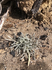 Ivesia santolinoides