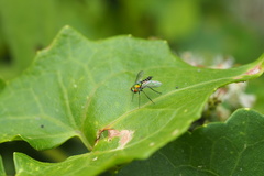 Condylostylus graenicheri