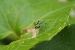 Condylostylus graenicheri