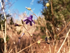 Conanthera campanulata