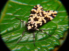 Eucereon tigrata