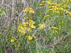 Senecio pinnatus