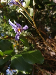 Conanthera bifolia