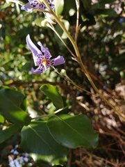 Conanthera bifolia