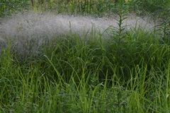 Agrostis hyemalis