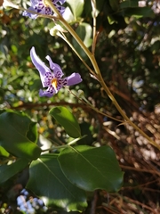 Conanthera bifolia
