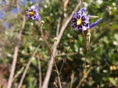 Conanthera bifolia