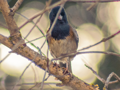 Junco hyemalis
