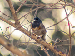 Junco hyemalis