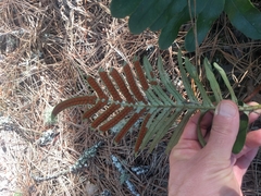 Polypodium scouleri