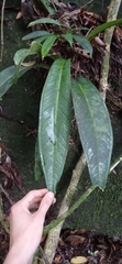 Anthurium sellowianum