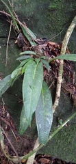 Anthurium sellowianum