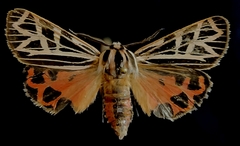Apantesis phyllira