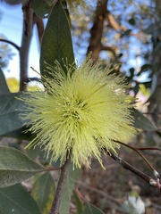 Eucalyptus macrandra