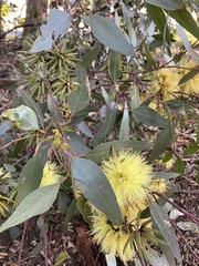 Eucalyptus macrandra