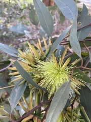 Eucalyptus macrandra