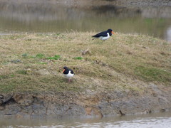 Haematopus ostralegus