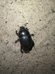 Geotrupes stercorarius