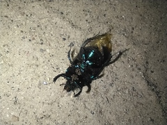 Geotrupes stercorarius