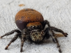 Phidippus apacheanus