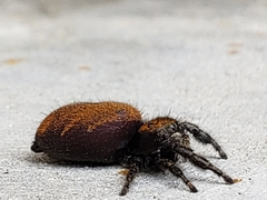 Phidippus apacheanus