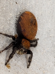 Phidippus apacheanus