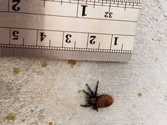 Phidippus apacheanus