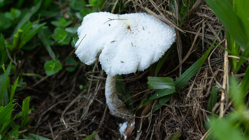 Leucocoprinus cretaceus — (c) Denis Zabin, some rights reserved (CC BY)