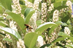 Callisphyris macropus