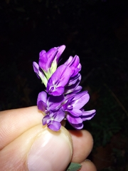 Medicago sativa