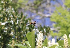 Callisphyris macropus
