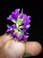Medicago sativa