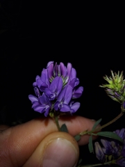 Medicago sativa