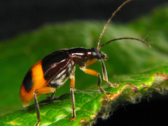 Paratriarius