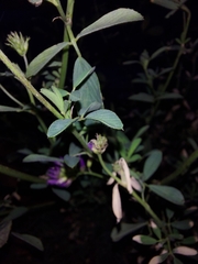 Medicago sativa